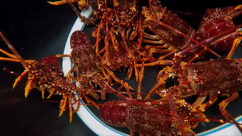 La mayo langosta roja de todas Cazadores de langostas