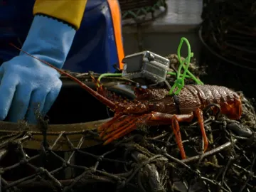 Langosta espía Langosta espía