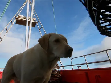 Gus, el perro de Steve Gus, el perro de Steve