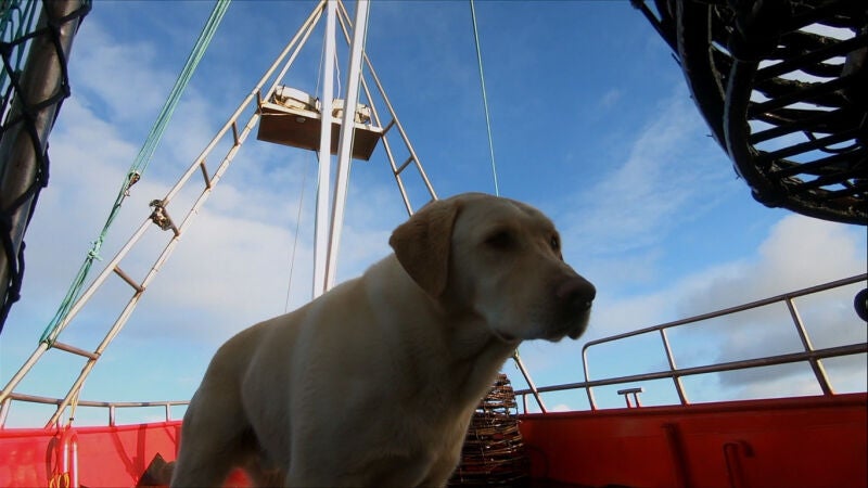 Gus, el perro de Steve, quiere comerse una captura