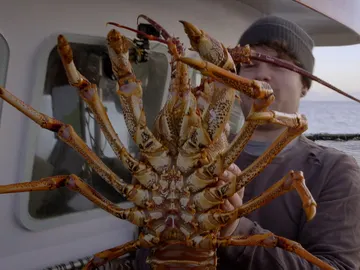 Una langosta gigante para Steve Una langosta gigante para Steve