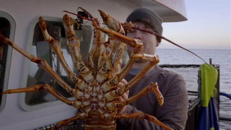 Steve pesca una langosta de récord