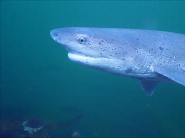 La amenaza de los tiburones