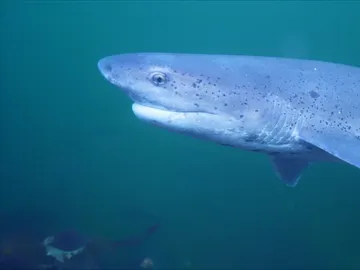 La amenaza de los tiburones La amenaza de los tiburones