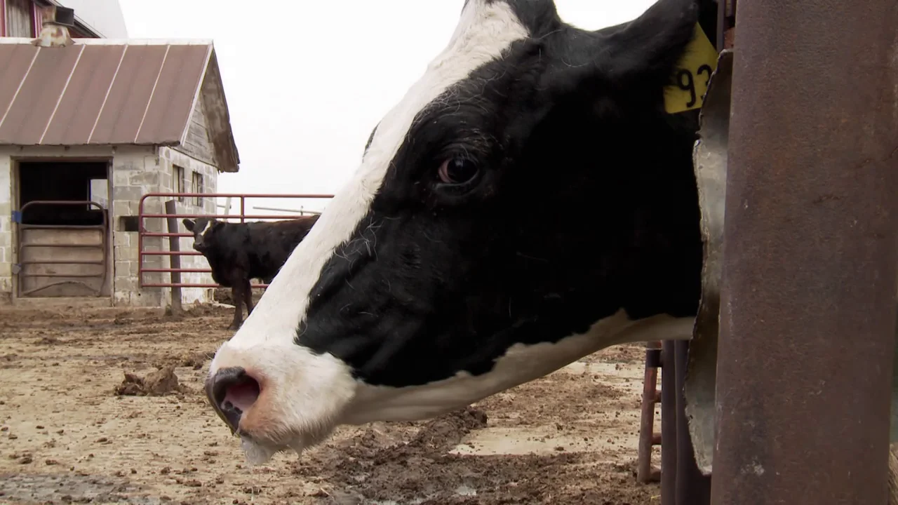 Las olas de calor provocan neumonías en las vacas Las olas de calor provocan neumonías en las vacas