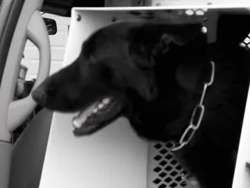 Resultados inesperados y mal final para el perro policía Resultados inesperados y mal final para el perro policía