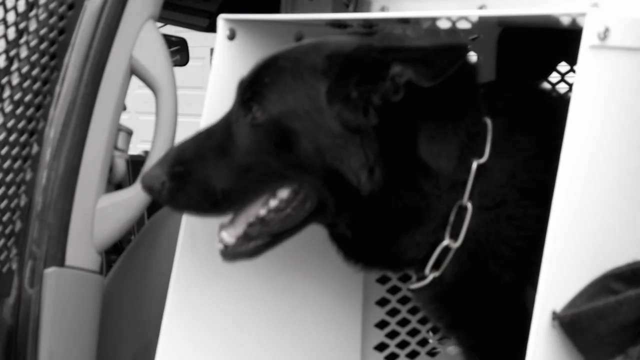 Resultados inesperados y mal final para el perro policía Resultados inesperados y mal final para el perro policía
