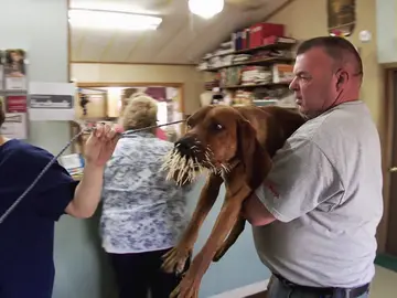 Un puercoespín arruina la boca de estos perros Un puercoespín arruina la boca de estos perros