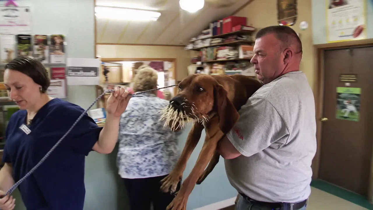 Un puercoesp&iacute;n arruina la boca de estos perros
