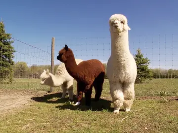 ¿Para que se usan las Alpacas? La respuesta te sorprenderá ¿Para que se usan las Alpacas? La respuesta te sorprenderá