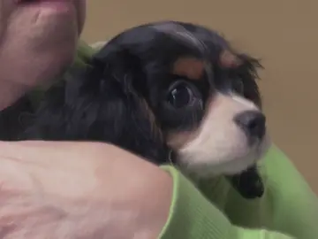 Dr. Pol: "La mayoría de cachorros de criaderos hay que tratarlos por coccidios" Dr. Pol: "La mayoría de cachorros de criaderos hay que tratarlos por coccidios"