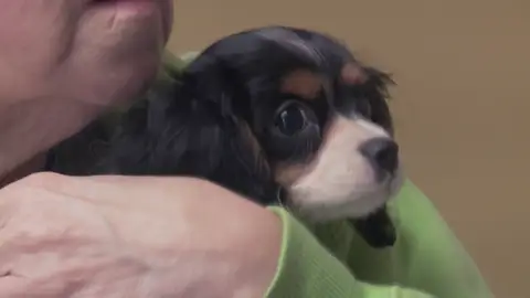 Dr. Pol: "La mayoría de cachorros de criaderos hay que tratarlos por coccidios" Dr. Pol: "La mayoría de cachorros de criaderos hay que tratarlos por coccidios"