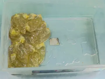 Se tragan 50 capsulas de cocaína liquida por 200€ Se tragan 50 capsulas de cocaína liquida por 200€