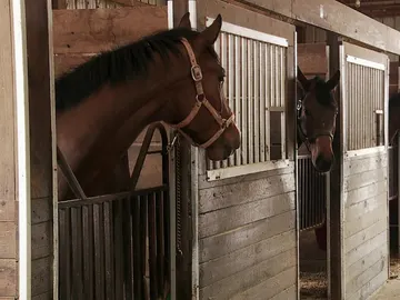 Caballos Caballos