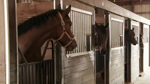 Caballos El increíble Dr. Pol