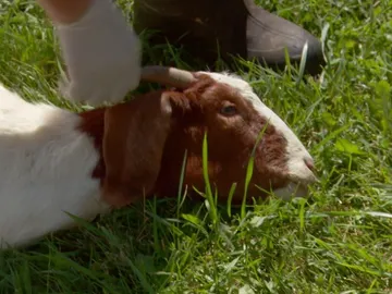 Doctor Pol Doctor Pol