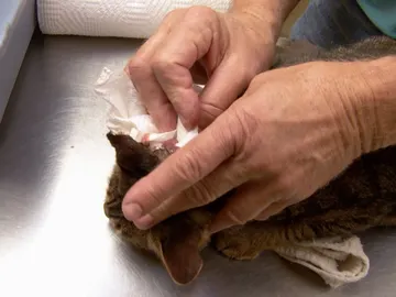 Doctor Pol Doctor Pol