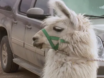 Doctor Pol Doctor Pol