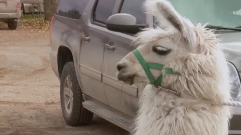 Doctor Pol Doctor Pol