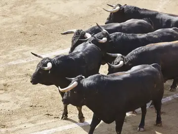 Seguro que no sabias estas cosas sobre los toros y las vacas Seguro que no sabias estas cosas sobre los toros y las vacas