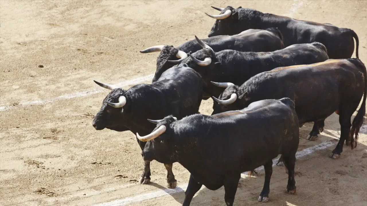 Seguro que no sabias estas cosas sobre los toros y las vacas