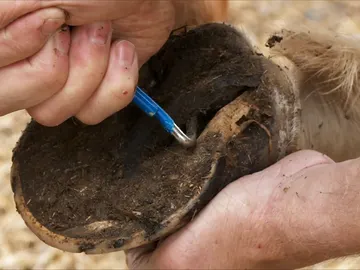 Candidiasis en un caballo Candidiasis en un caballo