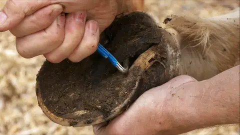 Candidiasis en un caballo El increíble Dr. Pol