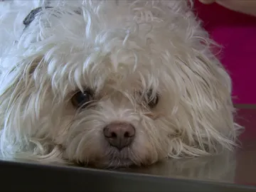 Un terrier en problemas Un terrier en problemas