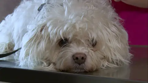Un terrier en problemas El increíble Dr. Pol