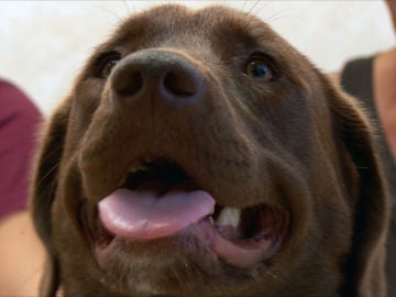 Este perro padece moquillo