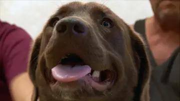 Este perro padece moquillo Este perro padece moquillo