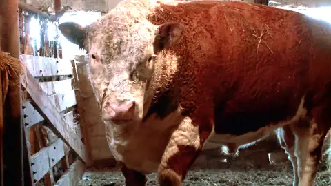 Toro El increíble Dr. Pol