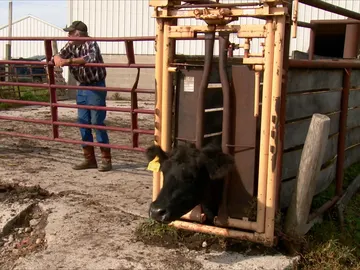 Esta vaca tiene un serio problema Esta vaca tiene un serio problema