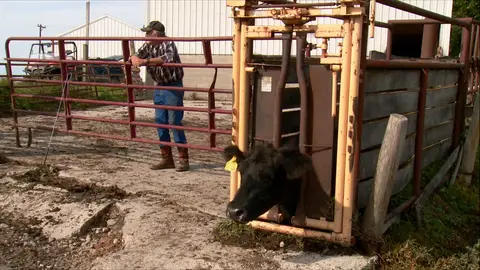 Esta vaca tiene un serio problema El increíble Dr. Pol
