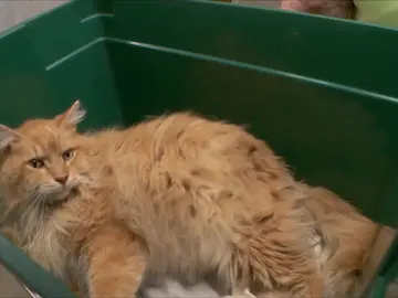 Esto es lo que le puede pasar a tu gato si no lo cepillas con frecuencia Esto es lo que le puede pasar a tu gato si no lo cepillas con frecuencia
