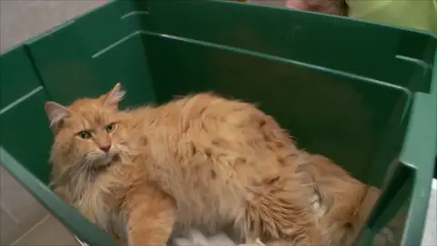 Esto es lo que le puede pasar a tu gato si no lo cepillas con frecuencia Esto es lo que le puede pasar a tu gato si no lo cepillas con frecuencia