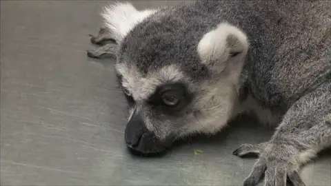 "No me gusta lo que estoy viendo": El Dr Pol recibe un lémur en muy mal estado "No me gusta lo que estoy viendo": El Dr Pol recibe un lémur en muy mal estado