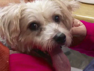 Esta dueña le ha cortado la cola a su perro por accidente Esta dueña le ha cortado la cola a su perro por accidente