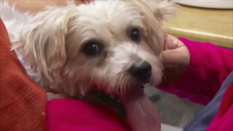 Esta dueña le ha cortado la cola a su perro por accidente Esta dueña le ha cortado la cola a su perro por accidente