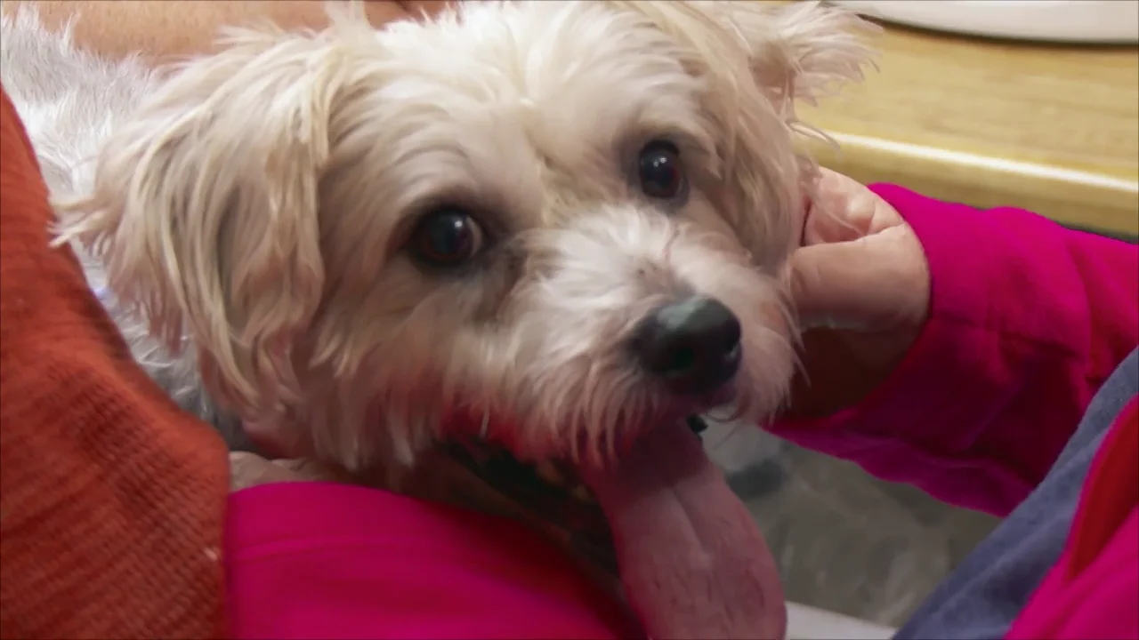 Esta due&ntilde;a le ha cortado la cola a su perro por accidente