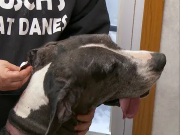 Herida en una pelea Herida en una pelea