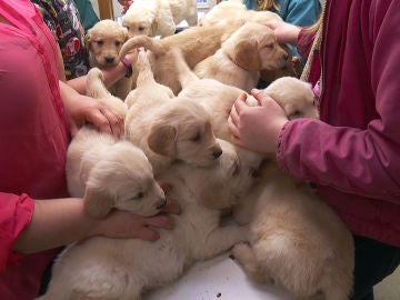 La consulta del Dr. Pol se llena de cachorros