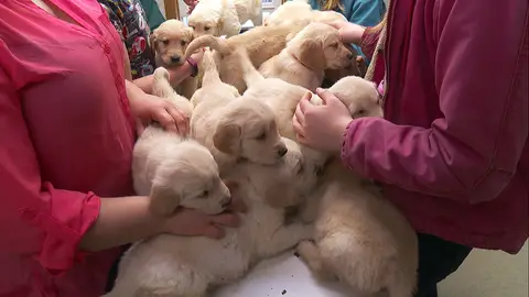 La consulta del Dr. Pol se llena de cachorros El increíble Dr. Pol
