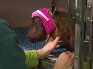 Esta cabra sufre una grave infección ocular Esta cabra sufre una grave infección ocular