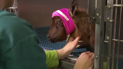 Esta cabra sufre una grave infección ocular El increíble Dr. Pol