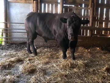 El Dr. Pol debe curar a este enorme toro El Dr. Pol debe curar a este enorme toro