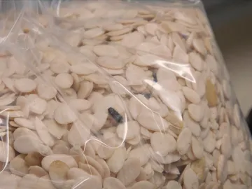 Bichos vivos en un paquete Bichos vivos en un paquete