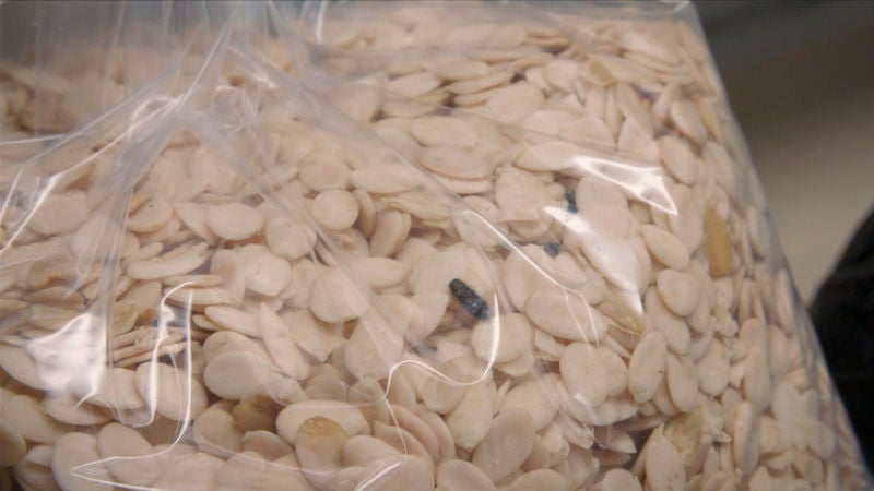 Pescado seco, semillas y bichos vivos en un paquete que llega de África 