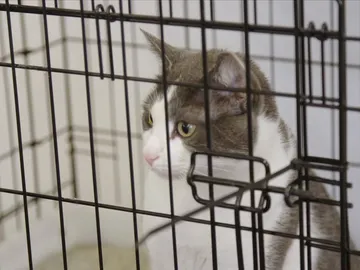 Este gato no puede entrar en nueva Zelanda Este gato no puede entrar en nueva Zelanda