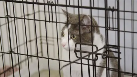 Este gato no puede entrar en nueva Zelanda Control de aduanas: Nueva Zelanda